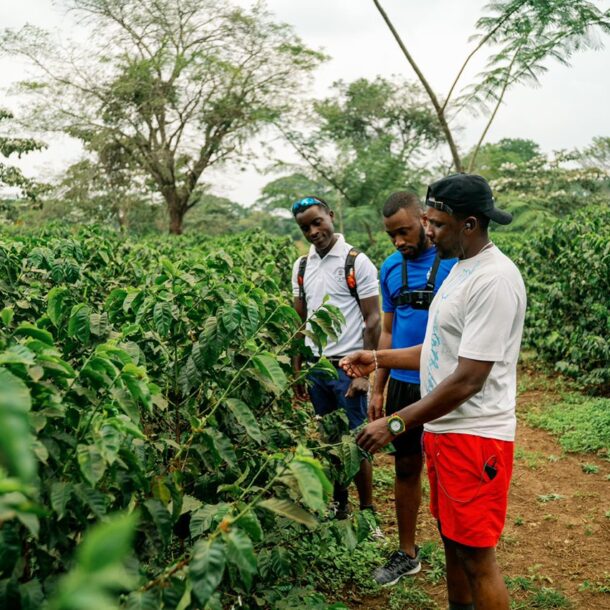 Coffee Plantation Tour excursion near Weruweru River Lodge, Moshi Tanzania
