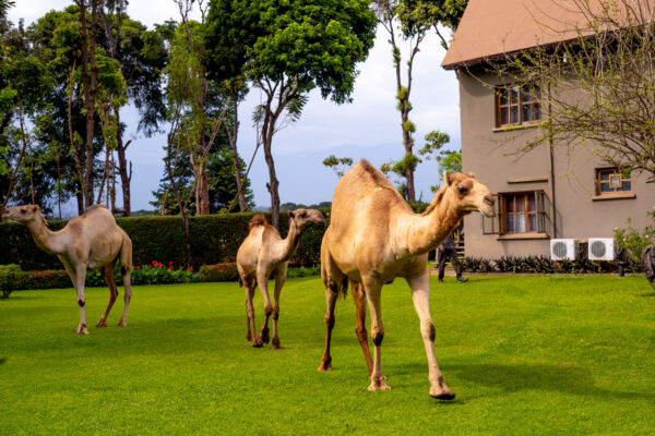 weruweru hotel