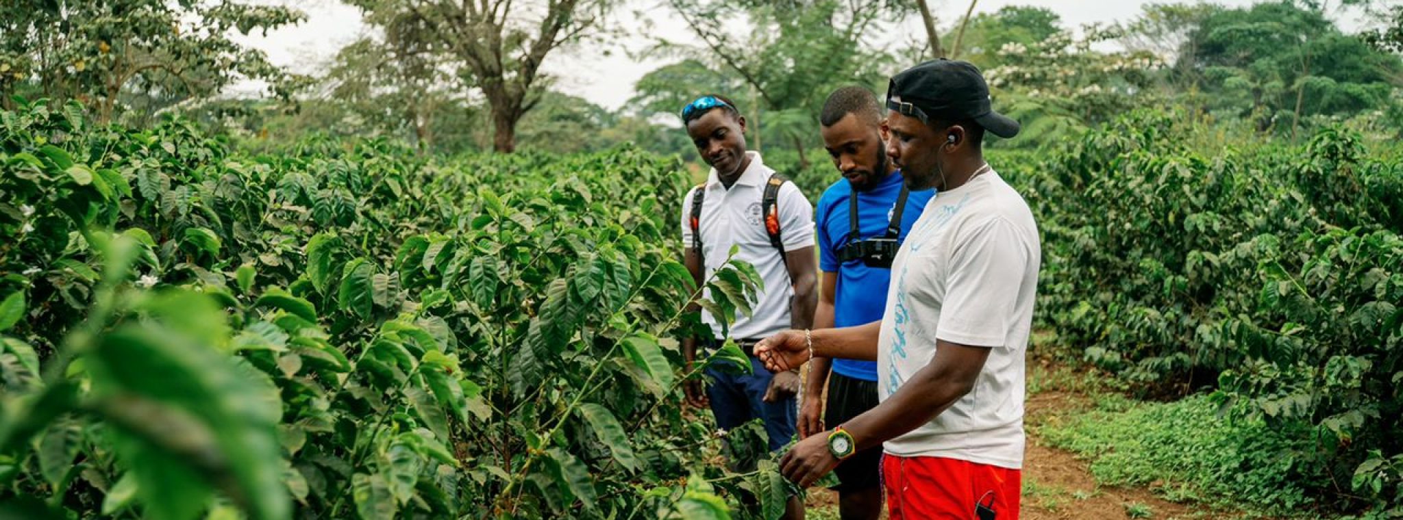 Coffee Plantation Tour excursion near Weruweru River Lodge, Moshi Tanzania